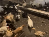 Chickens — 照片 4