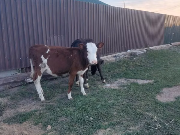 गाय, Simmental cattle