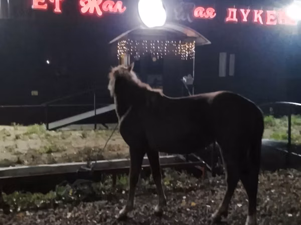 母马, Horses — 哈萨克斯坦