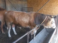 Bulle, Swiss cattle — Foto 8
