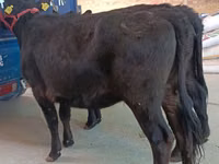 Sigir, Aberdin – Angus — 4-rasm