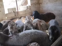 Қошқар, Rhon sheep — 3-сурет