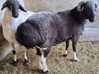كبش, الأغنام — الصورة 3