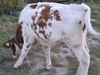 公牛, Simmental cattle — 照片 2