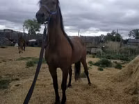Caballo, Standardbred — foto 6