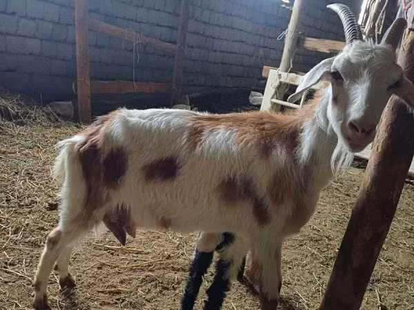 Ziegenbock, Nubian Goat