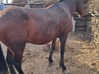 Hengst, Kazakh horse — Foto 3