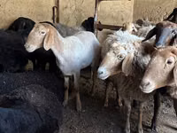 Schaf, Arashan sheep — Foto 1