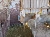 كبش, Arashan sheep — الصورة 8