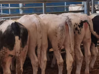 Rinder (Partie, Geschlecht nicht angegeben), Simmental cattle — Foto 2