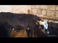 公牛, Cattle — 照片 1