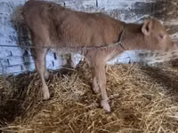 公牛, Cattle — 照片 4