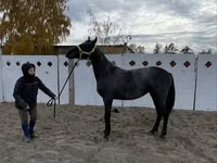 Stute, Friesian — Foto 7