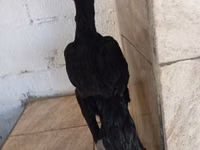 Guinea fowl — Foto 2