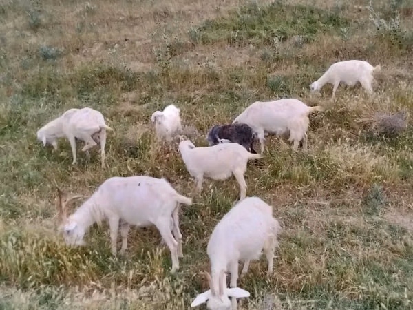 母山羊, Goats — 哈萨克斯坦