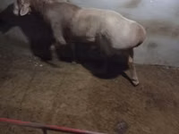 كبش, Edilbay sheep — الصورة 2