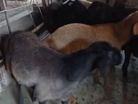 Ziegenbock, Boer goat — Foto 6