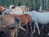 Toychoq, Horse breed — 1-rasm