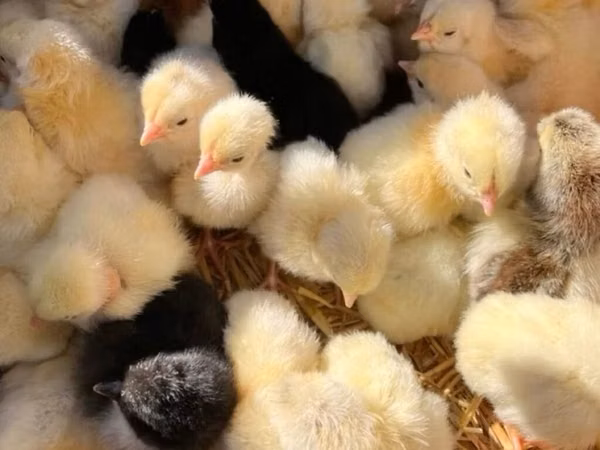 Chickens — Kirgisistan