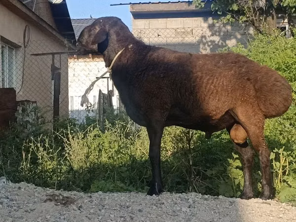 كبش, Hissar sheep — كازاخستان