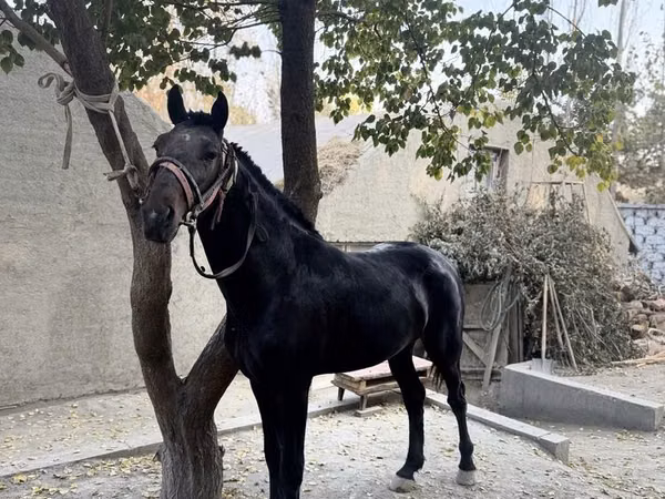 Hengst, Kyrgyz Horse