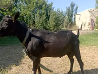 Ziege, Saanen goat — Foto 3