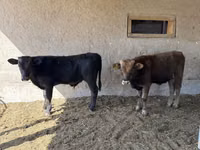 Buqa, Alatau zotі — 8-rasm