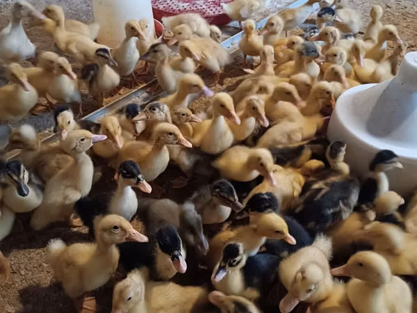 Ducks