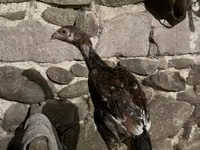 Chickens — फ़ोटो 1