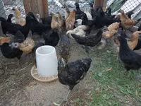 Chickens — Foto 5