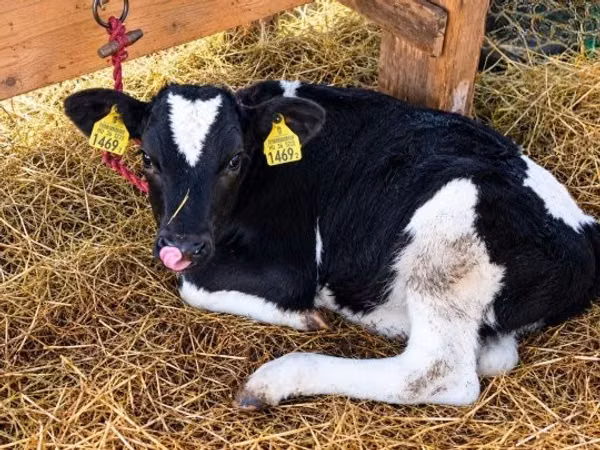Vaca, Raza Holstein