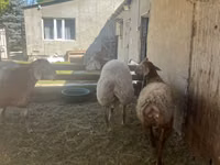 Carnero, Arashan sheep — foto 3