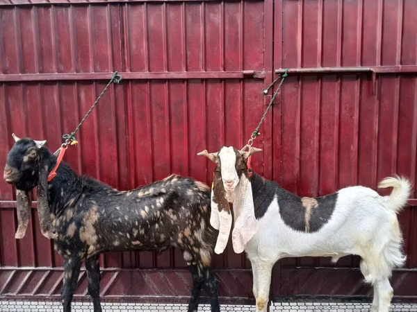 Ziegenbock, Kamori goats