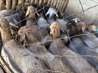 كبش, Hissar sheep — الصورة 2