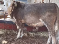 Bulle, Simmental cattle — Foto 1