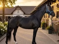 Yegua, Dutch warmblood horse — foto 1