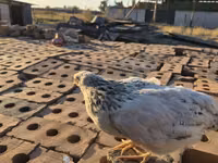 أدلر سيلفر — الصورة 5