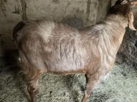 تيس, Nubian Goat — الصورة 6
