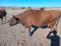 母牛, Latvian Blue cattle — 照片 1