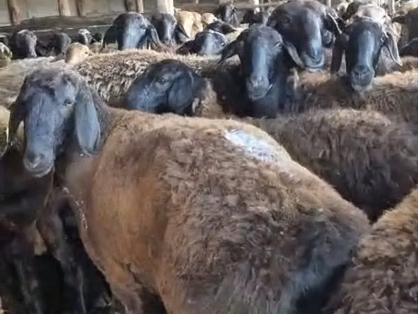 نعجة, الأغنام — كازاخستان