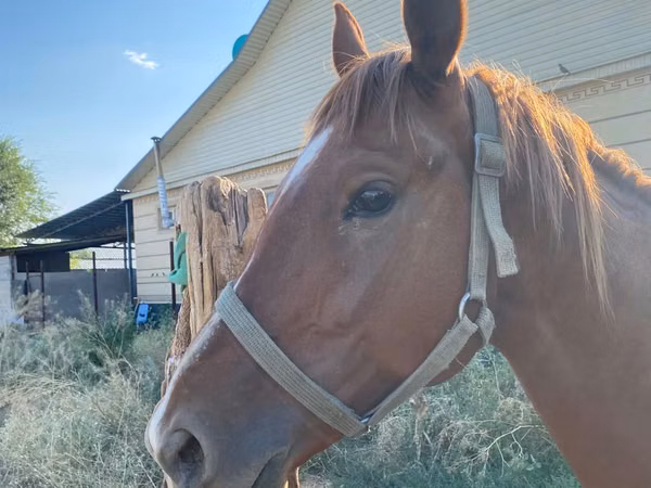 घोड़ा, Kazakh horse — कज़ाखस्तान
