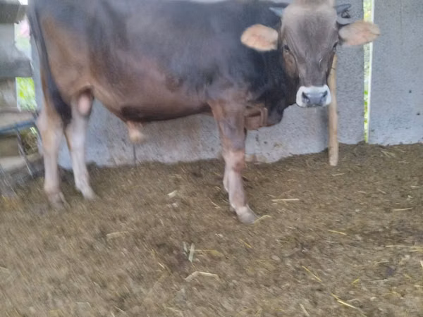 公牛, Swiss cattle — 吉尔吉斯斯坦