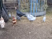 Guinea fowl — Foto 5