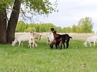 Ziege, Saanen goat — Foto 3