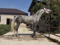 Caballo, Orlov Trotter — foto 3