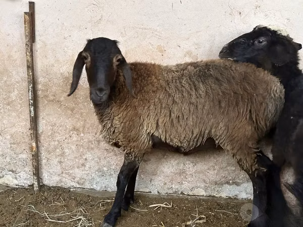 Schaf, Blackheaded Persian sheep
