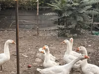Geese — Foto 1