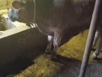 Bulle, Swiss cattle — Foto 4
