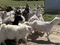 母山羊, Goats — 照片 2