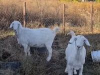 山羊（批次，未指定性别）, Goats — 照片 1